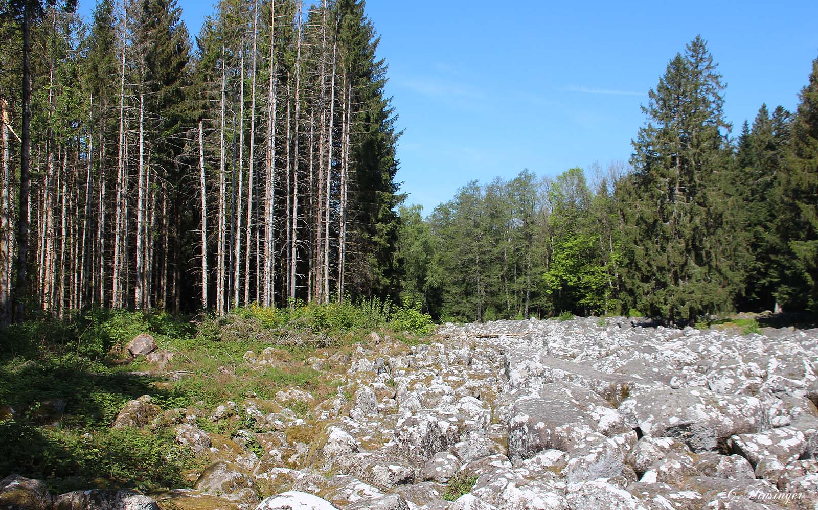 Champ de roches
