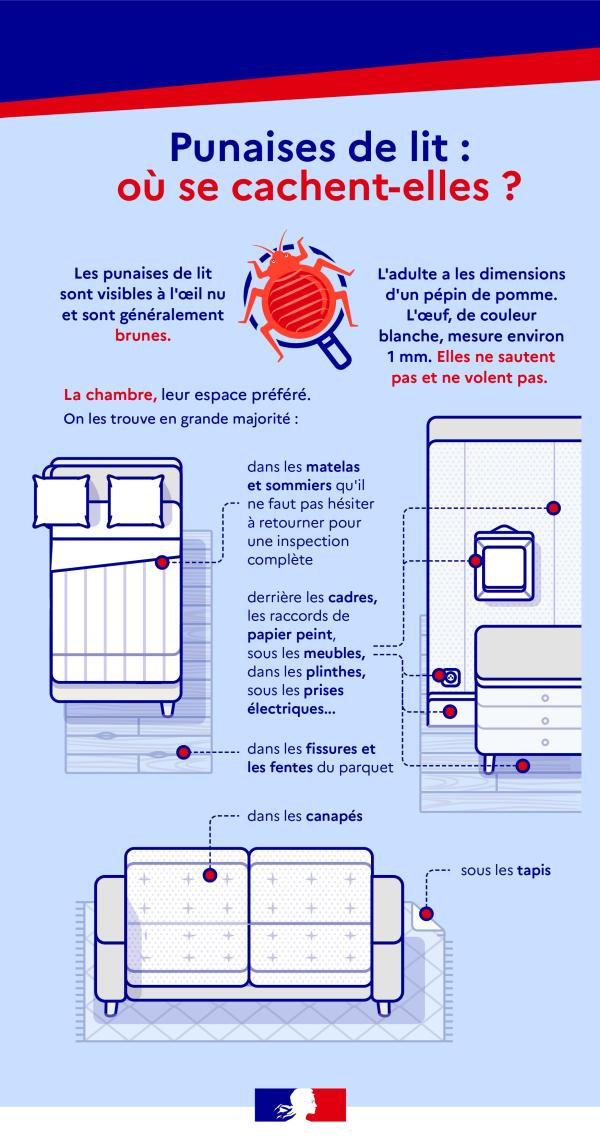 Punaises de lit comment s'en débarasser ? 
